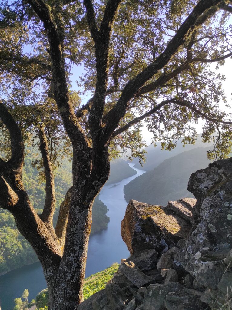 SDSS para guiar o deseño de Corredores Ecolóxicos nunha Infraestrutura Verde en Galicia